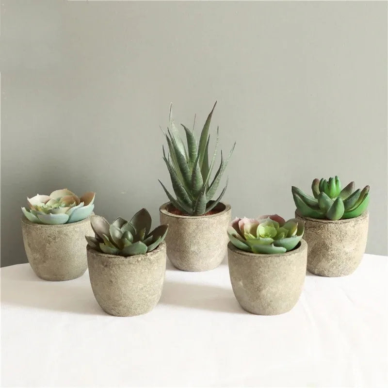 Mini Aloe Potted Plant