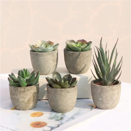 Mini Aloe Potted Plant