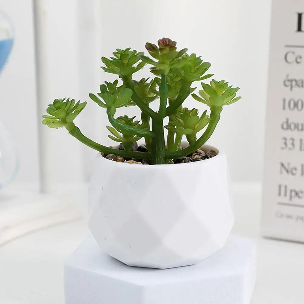 Mini Evergreen Bonsai Decor