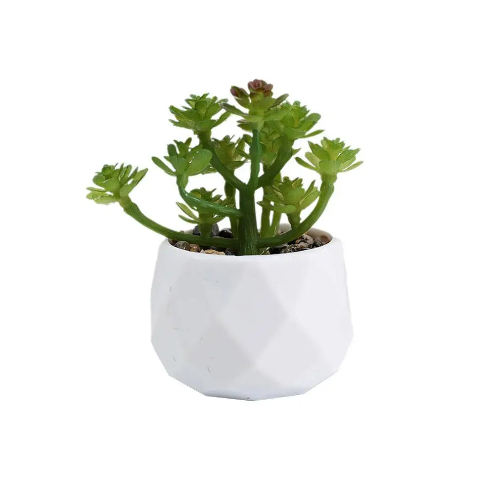 Mini Evergreen Bonsai Decor