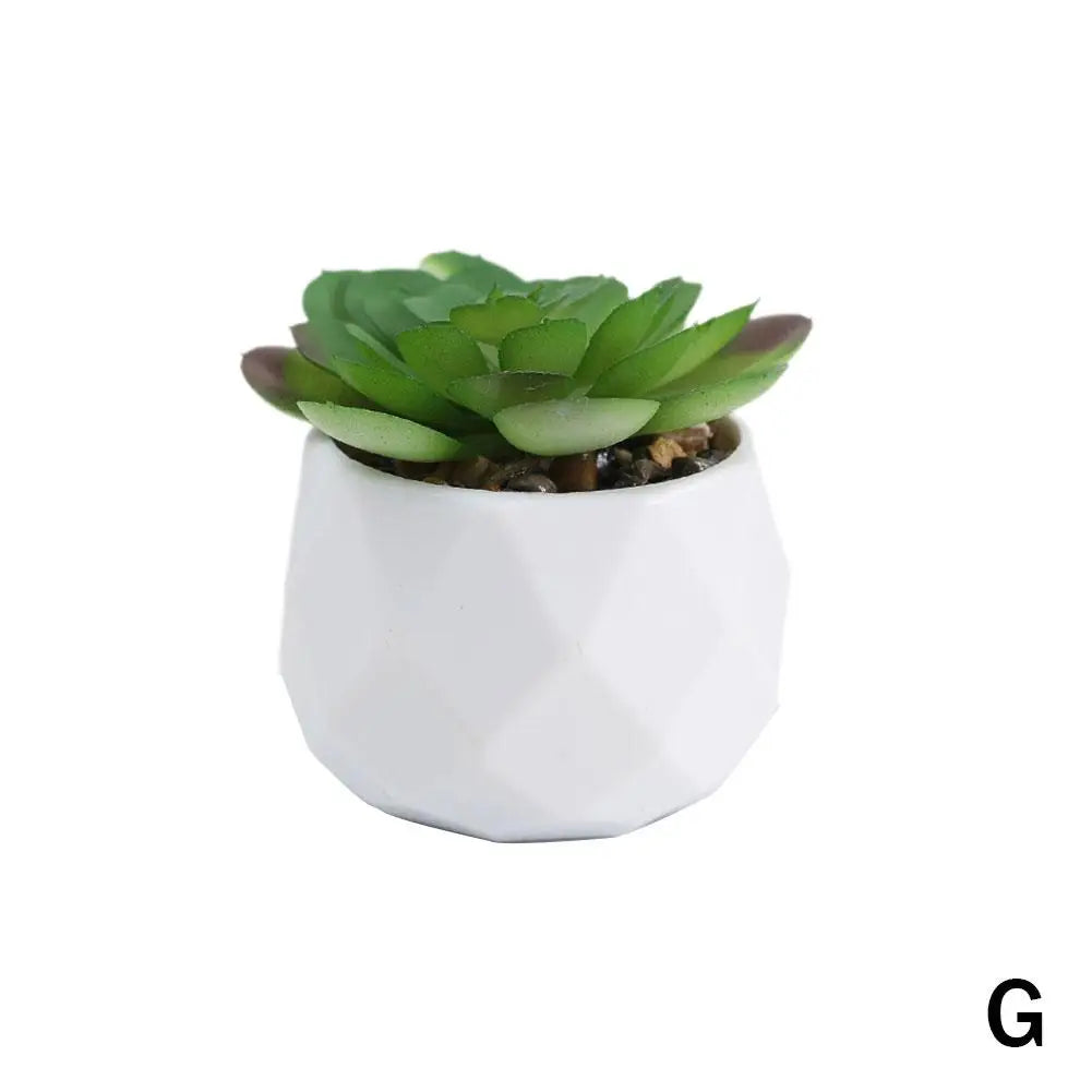 Mini Evergreen Bonsai Decor