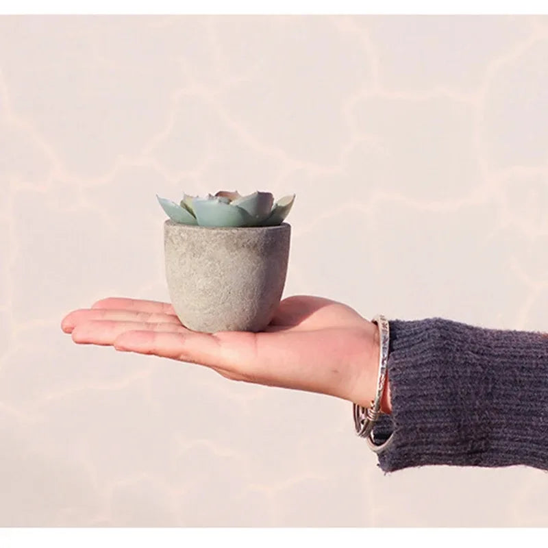 Mini Aloe Potted Plant