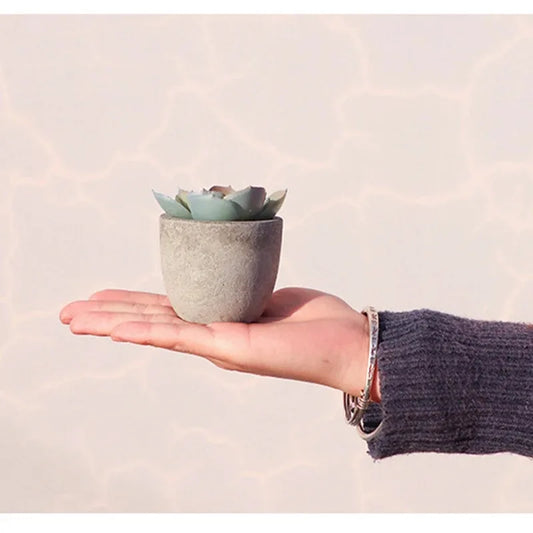 Mini Aloe Potted Plant