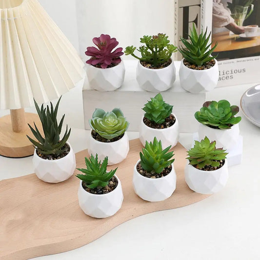 Mini Evergreen Bonsai Decor