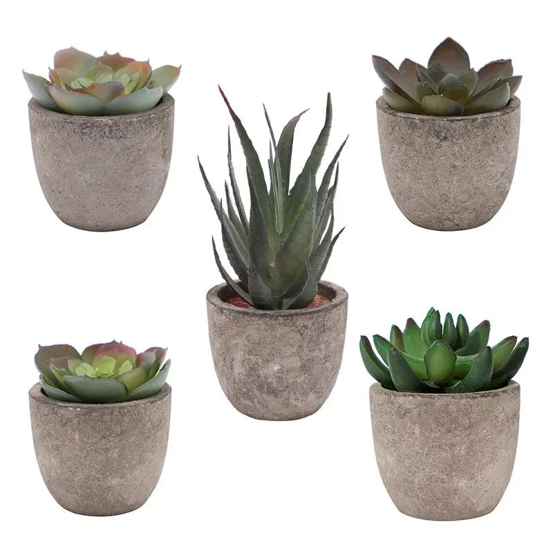 Mini Aloe Potted Plant