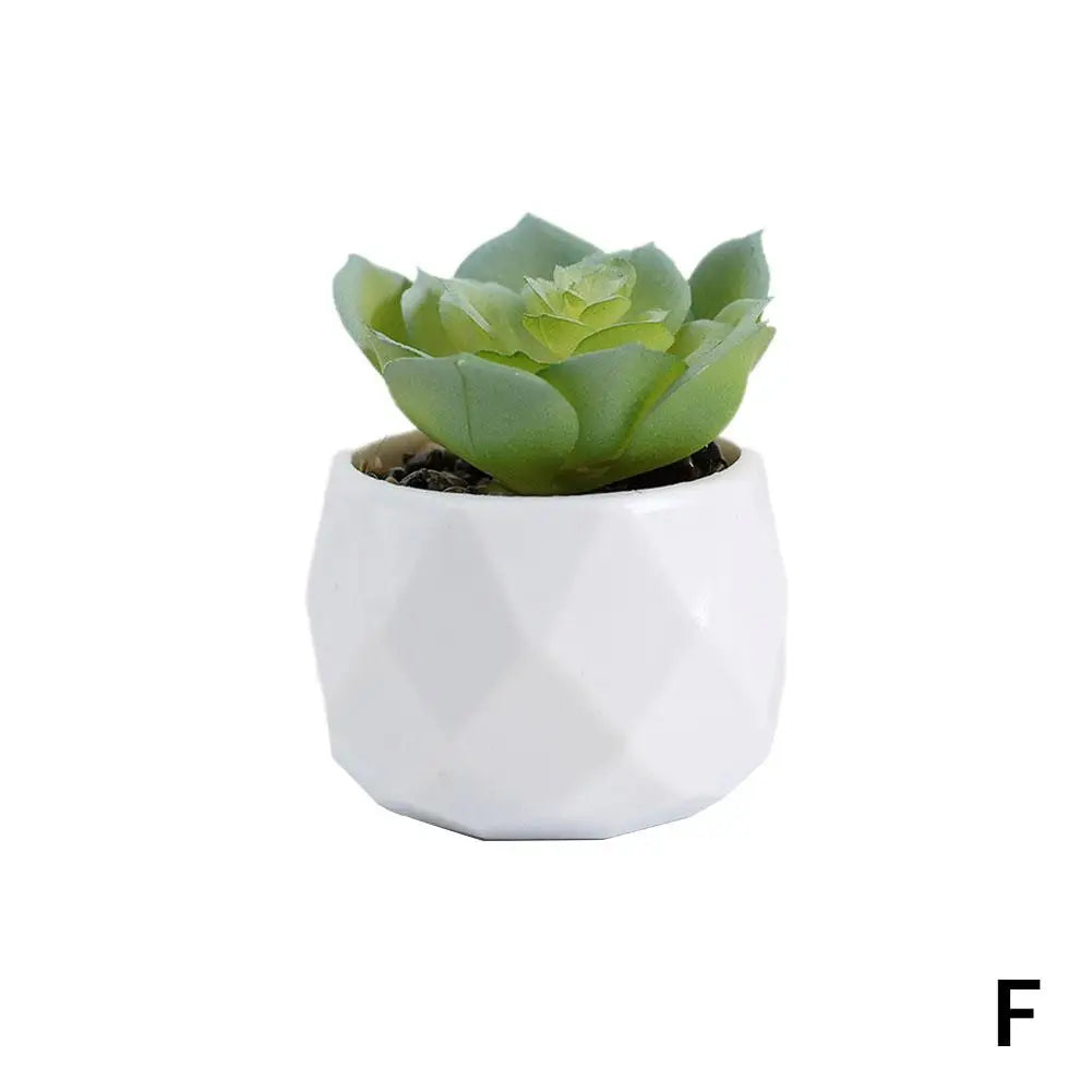 Mini Evergreen Bonsai Decor