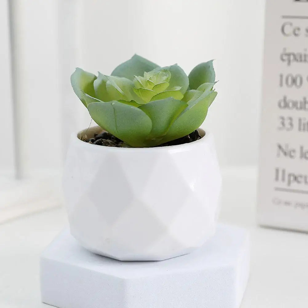 Mini Evergreen Bonsai Decor