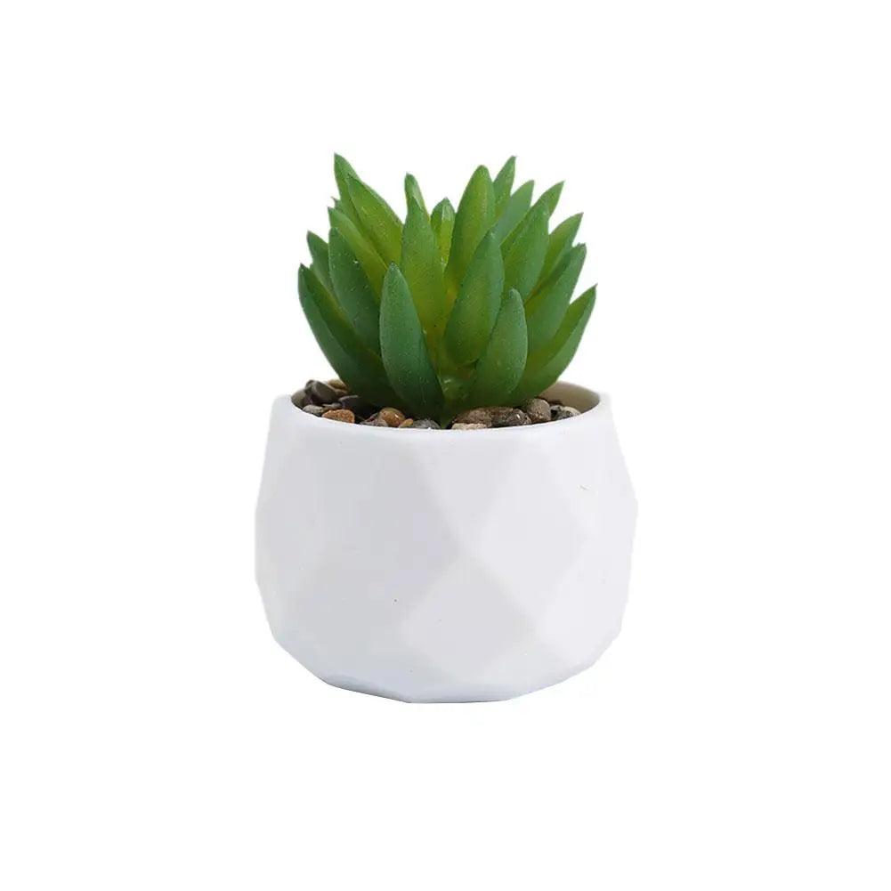Mini Evergreen Bonsai Decor