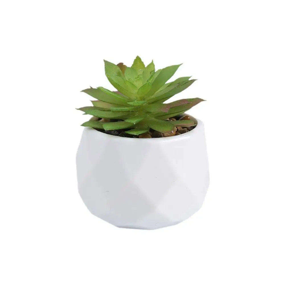 Mini Evergreen Bonsai Decor