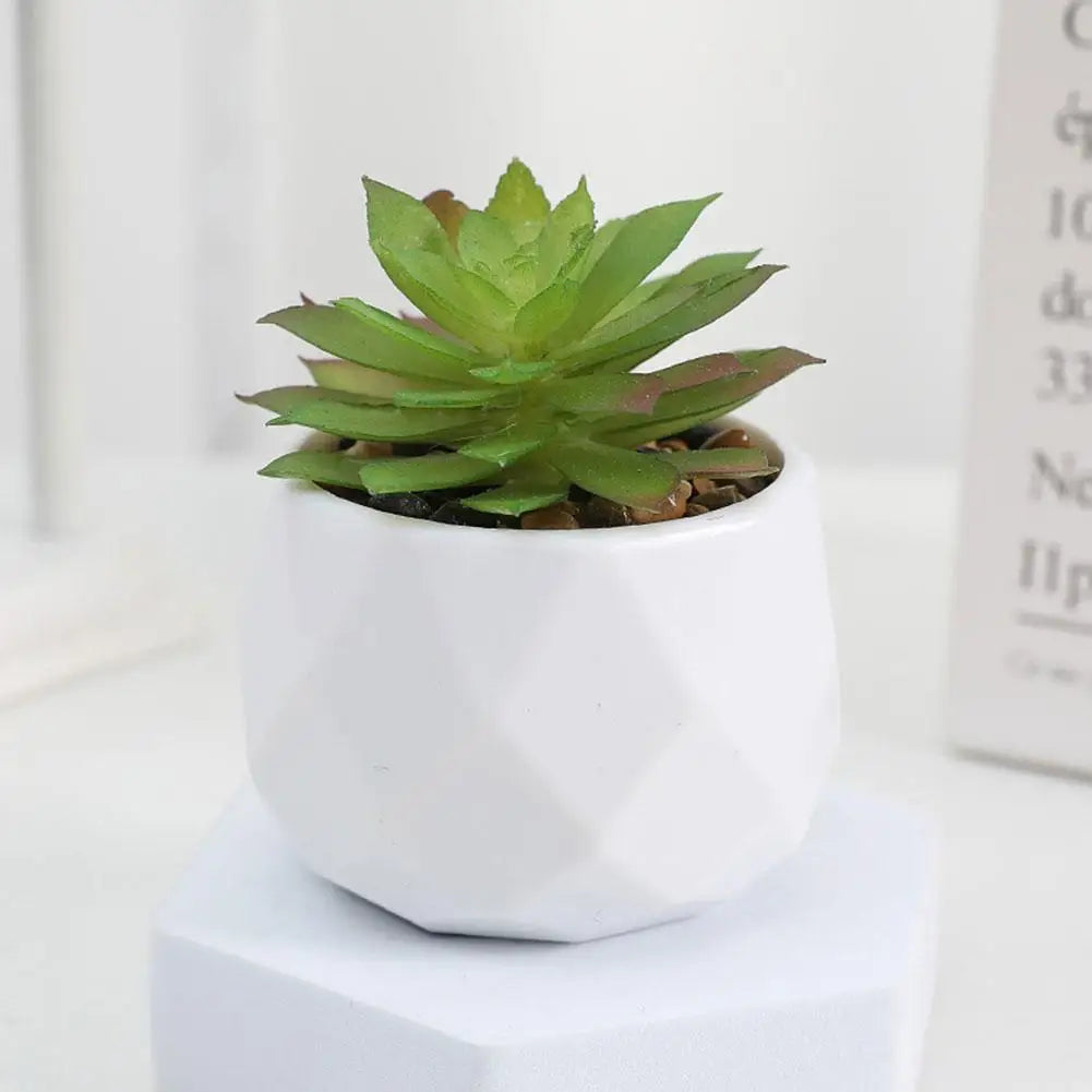 Mini Evergreen Bonsai Decor