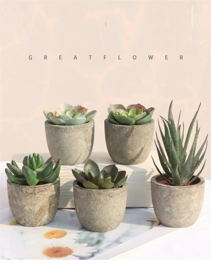 Mini Aloe Potted Plant