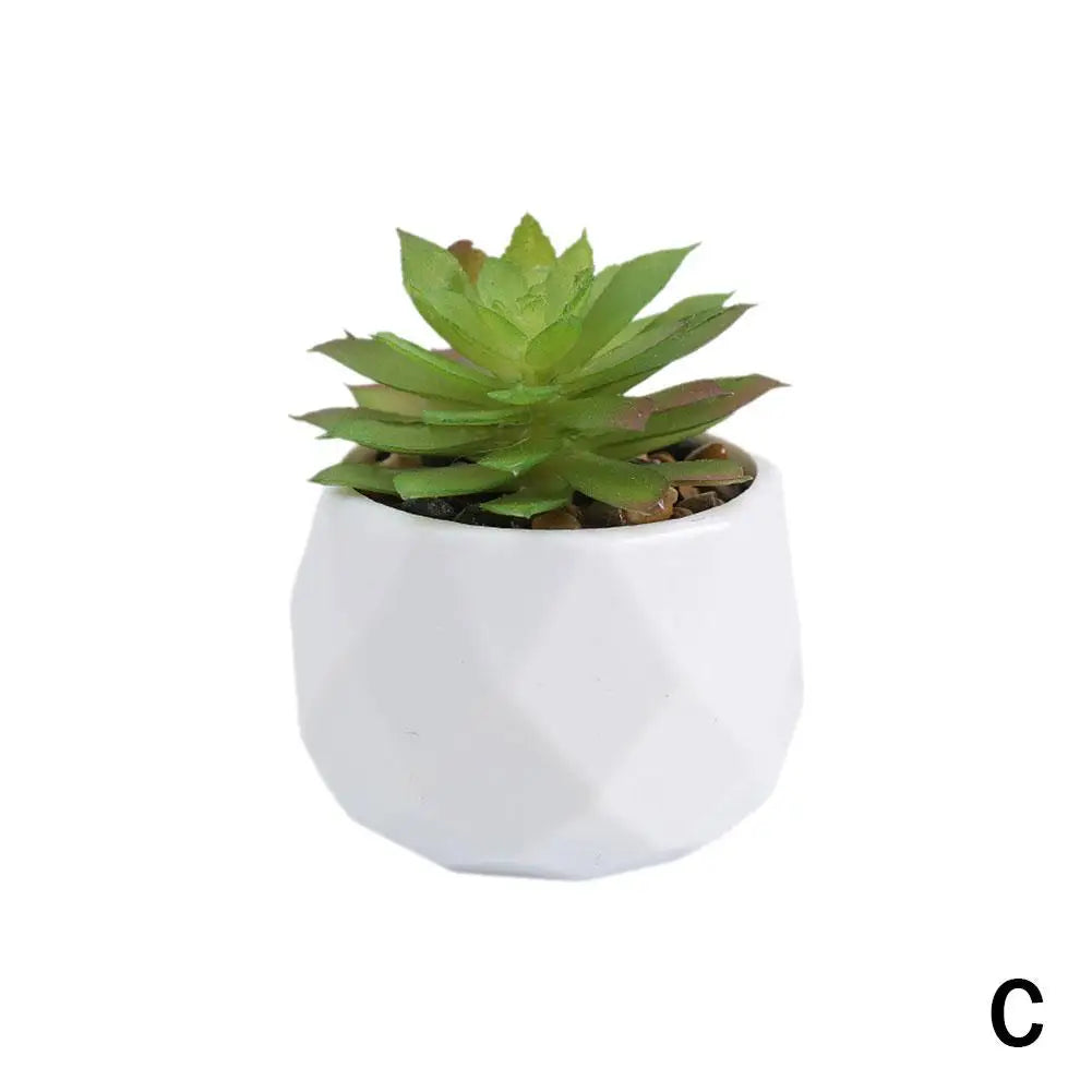 Mini Evergreen Bonsai Decor