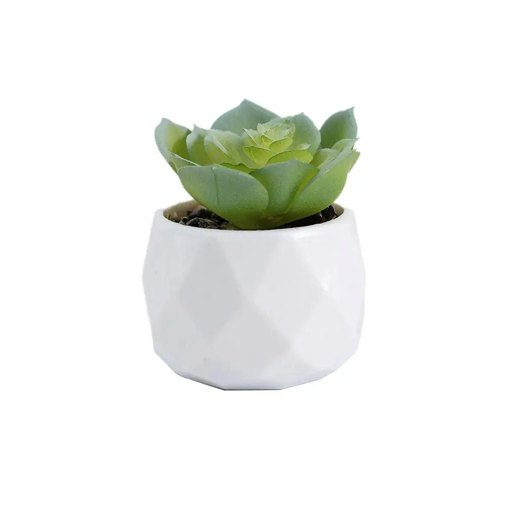 Mini Evergreen Bonsai Decor