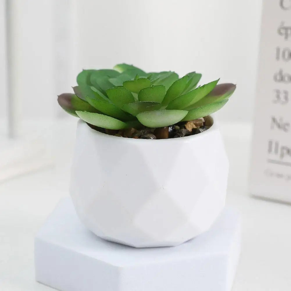 Mini Evergreen Bonsai Decor